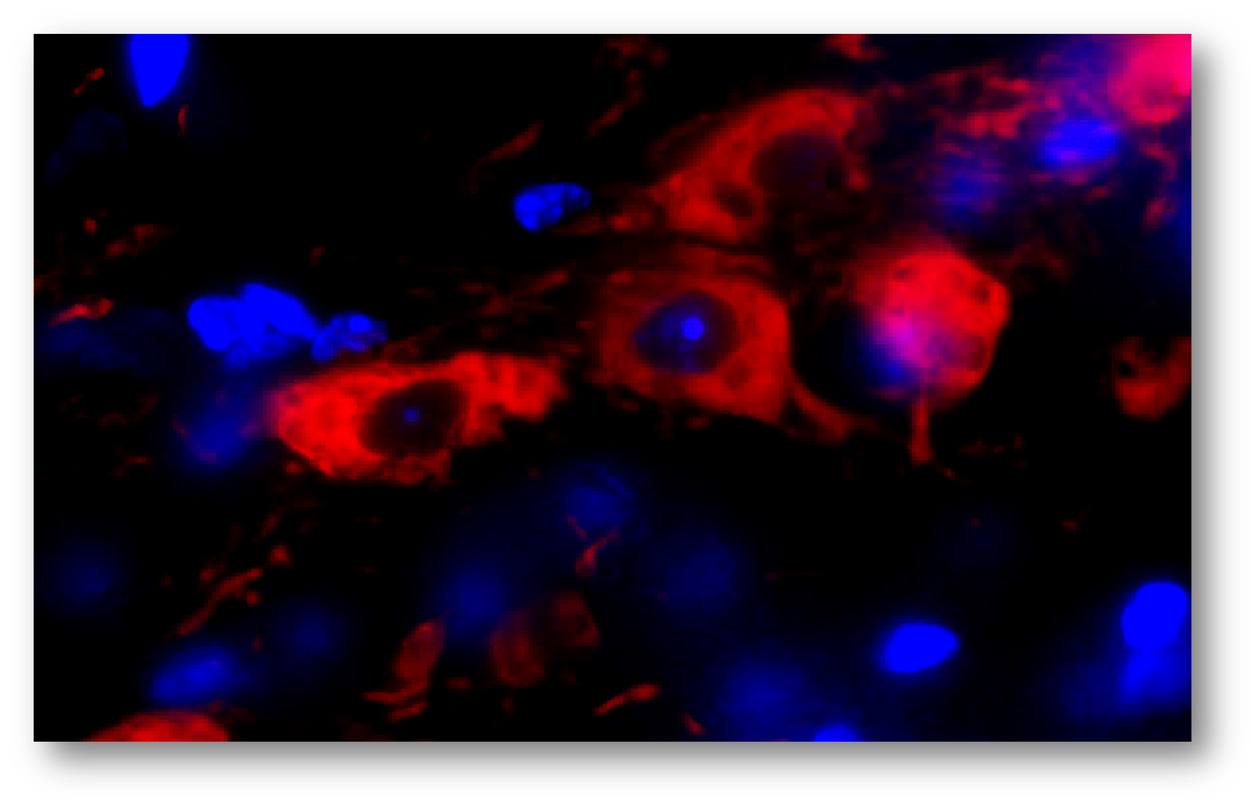 Specialty Histochemical Stains - EPL, Inc - GLP Histology, Toxicologic ...